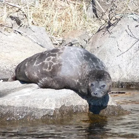 Hotel Oravi Apartments Oravi